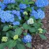 Double Down® Hydrangea -Plant And Fruit Tree Store hydd