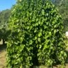 Weeping Mulberry -Plant And Fruit Tree Store image