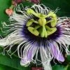 Possum Purple Passiflora -Plant And Fruit Tree Store image 508cc5f3 ad6c 4cb8 b425 9978e87a8026 1