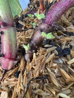 Purple Yacon -Plant And Fruit Tree Store image 82187f30 873f 47de 989e 30847d731294 3