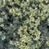 Alpha Variegated Boxwood -Plant And Fruit Tree Store image c6b849d7 3f1e 49ed a861 9944f09d7091 1
