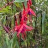 Chilean Fuchsia -Plant And Fruit Tree Store image ef8ecd1d e7ed 432b 820e d6a406d46619 1