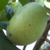 Wabash® Paw Paw -Plant And Fruit Tree Store image 1daccc40 0e22 4149 b0f8 250deaba3e1b