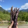 Sweet Purple Asparagus 1 Sweet Purple Asparagus -Plant And Fruit Tree Store image 92e10dd9 154a 4ff0 abe8 4fa74f8203bb
