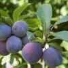 Italian Prune European Plum -Plant And Fruit Tree Store italianprune