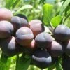 Jam Session European Plum 1 Jam Session European Plum -Plant And Fruit Tree Store jams session 1 1