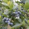 Alpha Jubilee Blueberry -Plant And Fruit Tree Store jbb