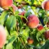 Pretty Perfect Peach Bundle No.1 -Plant And Fruit Tree Store juicy peaches hang on a branch 6
