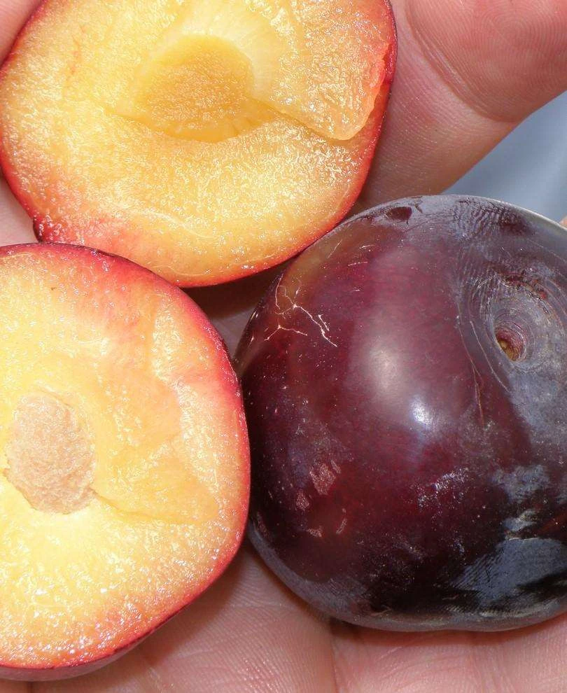 Kuban Delight Asian Plum 3 Kuban Delight Asian Plum