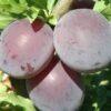 Kuban Comet Asian Plum -Plant And Fruit Tree Store k comet 1