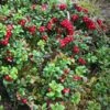 Koralle Lingonberry -Plant And Fruit Tree Store koralle lingonberry 1