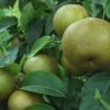 Korean Giant Asian Pear 1 Korean Giant Asian Pear -Plant And Fruit Tree Store korean giant 1