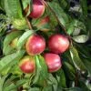 Kreibich Nectarine -Plant And Fruit Tree Store kreibich