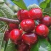 Lapins Cherry -Plant And Fruit Tree Store lapins cherry 1