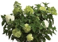 Limelight® Hydrangea
