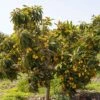 Loquat Seedling 1 Loquat Seedling -Plant And Fruit Tree Store loquat 2 1