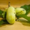 Mango Paw Paw -Plant And Fruit Tree Store lpc 2 180917 8216 picked pawpaws and leaves scaled 1