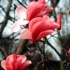 Galaxy Magnolia -Plant And Fruit Tree Store magnolia galaxy briggs 01 gpp