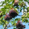 Marge Elderberry 1 Marge Elderberry -Plant And Fruit Tree Store marge