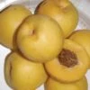 Maria's Gold Nectarine -Plant And Fruit Tree Store mariasgold 1
