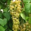 Marquis Seedless Grape -Plant And Fruit Tree Store marquis grape 1 1