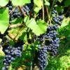 Mars Seedless Grape -Plant And Fruit Tree Store mars grape 1