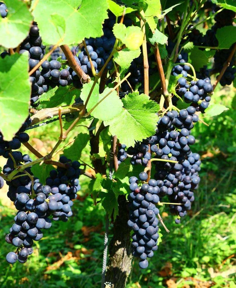 Mars Seedless Grape 3 Mars Seedless Grape