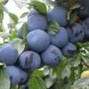 Mount Royal European Plum -Plant And Fruit Tree Store mt royal plum 1