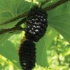 Silk Hope Mulberry -Plant And Fruit Tree Store mulberries d426 silk hope 1