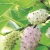 Pakistan White Fruiting Mulberry -Plant And Fruit Tree Store mulberries d435 white fruiting 1
