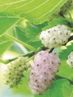 Pakistan White Fruiting Mulberry