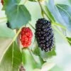 Dwarf Mulberry 2 Dwarf Mulberry -Plant And Fruit Tree Store mulberry product