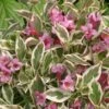Alpha My Monet® Weigela -Plant And Fruit Tree Store mymonet