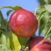Red Gold Nectarine 1 Red Gold Nectarine -Plant And Fruit Tree Store nectarine Red Gold 1200x1200 8be64a8a 89fe 4e41 a228 50b71bba0219