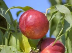 Red Gold Nectarine