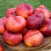 Sauzee King White Nectarine -Plant And Fruit Tree Store nectarine sauzee king