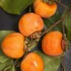 Nikita's Gift Persimmon Tree -Plant And Fruit Tree Store nikitas gift persimmon 1