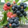 Nocturne ™ Blueberry -Plant And Fruit Tree Store nocturne blueberry