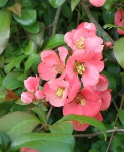 Old Homestead Flowering Quince