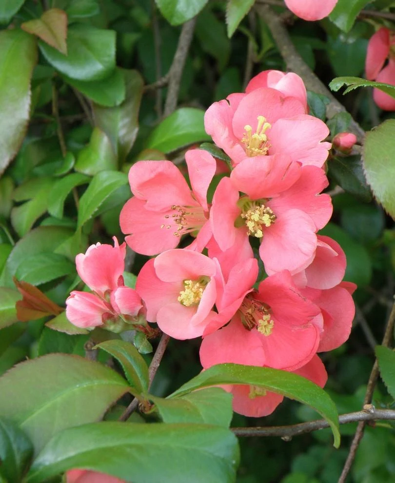 Old Homestead Flowering Quince