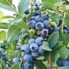 Alpha O'Neal Blueberry 2 Alpha O'Neal Blueberry -Plant And Fruit Tree Store oneal