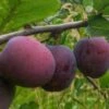Opal European Plum 2 Opal European Plum -Plant And Fruit Tree Store opal plum
