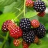 Osage Thornless Blackberry -Plant And Fruit Tree Store osage