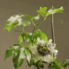 Frederick Passiflora 1 Frederick Passiflora -Plant And Fruit Tree Store passiflora