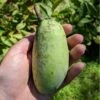 Shenandoah™ Paw Paw -Plant And Fruit Tree Store paw paw 2