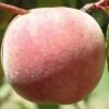 Salish Summer Peach -Plant And Fruit Tree Store peach c530 salish summer 1