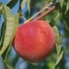 Early Redhaven Peach -Plant And Fruit Tree Store peach red haven