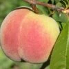 Kit Donnell Peach -Plant And Fruit Tree Store peaches c507 kit donnell 1