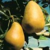 Highland European Pear -Plant And Fruit Tree Store pears b120 highland