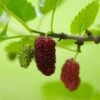 Red ShahToot Mulberry 2 Red ShahToot Mulberry -Plant And Fruit Tree Store persianmulberry